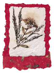 Petals of Hope